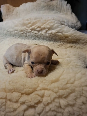 Fajtatiszta csivava babák foglalhatóak. - kép 2