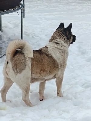 Ingyen elvihető Amerikai Akiták. - kép 2