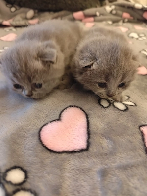 kék brit cicák - kép 2