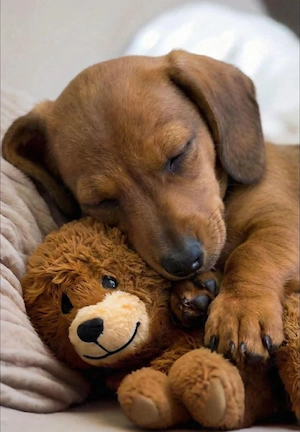 Vörös törpe tacskó,  - kép 3