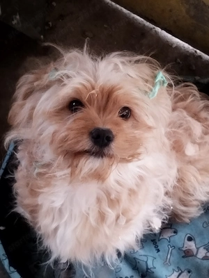 Sziasztok szerető gazdit keres morkie fajta 5 hónapos kiskutya  Kisfiú   - kép 4