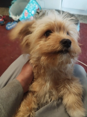 Sziasztok szerető gazdit keres morkie fajta 5 hónapos kiskutya  Kisfiú   - kép 2