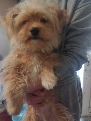 Sziasztok szerető gazdit keres morkie fajta 5 hónapos kiskutya  Kisfiú   - kép 3