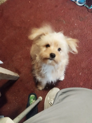 Sziasztok szerető gazdit keres morkie fajta 5 hónapos kiskutya  Kisfiú  