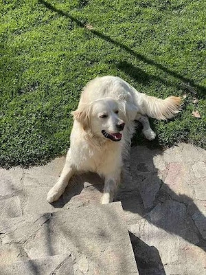 Golden retriever kiskutyák  - kép 5