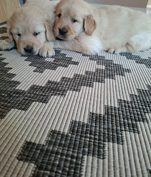 Golden retriever kiskutyák  - kép 3