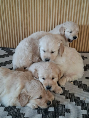 Golden retriever kiskutyák  - kép 2