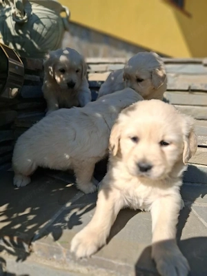 Golden retriever kiskutyák 