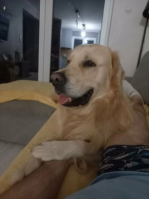 Golden retriever kiskutyák  - kép 4