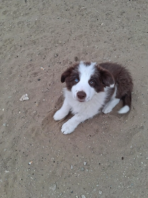 Eladó Border Collie - kép 3