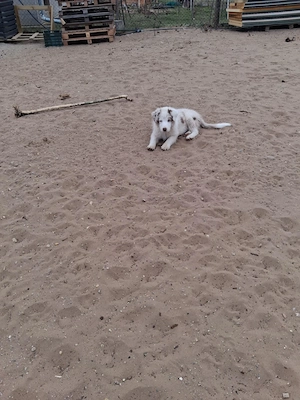 Eladó Border Collie - kép 2