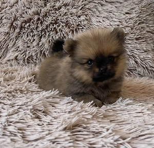 Pomerániai Törpe Spitz kiskutyák - kép 2