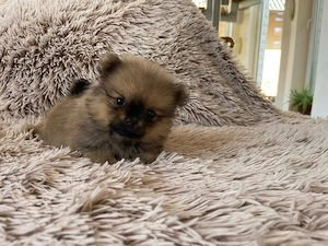 Pomerániai Törpe Spitz kiskutyák - kép 3