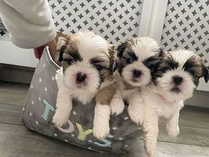 shih tzu kölykök