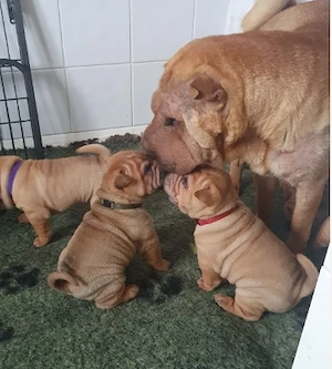 Shar-pei kölykök