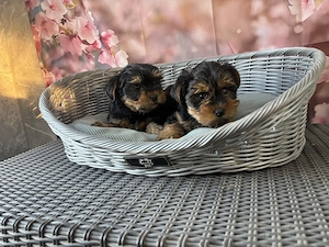 Mini yorki yorkshire terrier - kép 5