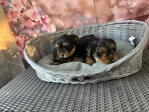 Mini yorki yorkshire terrier - kép 4