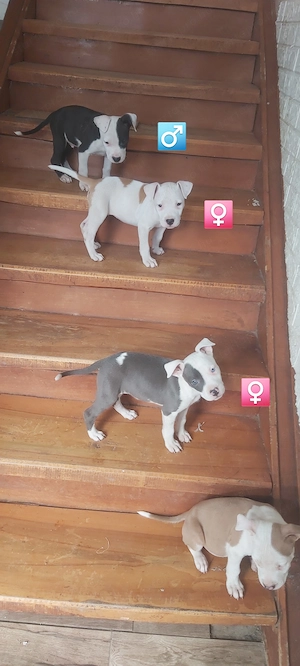 Eladó staffordshire terrierek!