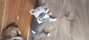 Eladó staffordshire terrierek! - kép 3