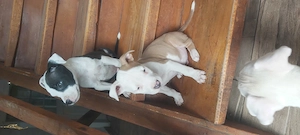 Eladó staffordshire terrierek! - kép 2