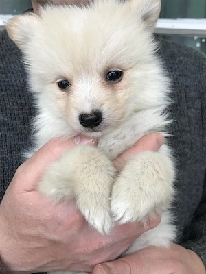 Eladók, foglalhatóak  tündéri Spicc, Spitz  kiskutyák! 2 fiú. - kép 4