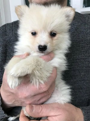 Eladók, foglalhatóak  tündéri Spicc, Spitz  kiskutyák! 2 fiú.