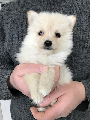 Eladók, foglalhatóak, tündéri Spicc ,Spitz kiskutyusok! 2 fiú. - kép 4