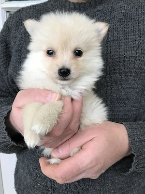 Eladók, foglalhatóak, tündéri Spicc ,Spitz kiskutyusok! 2 fiú. - kép 5