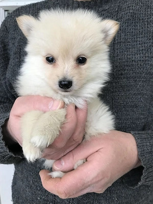 Eladók, foglalhatóak  tündéri Spicc, Spitz  kiskutyák! 2 fiú. - kép 3