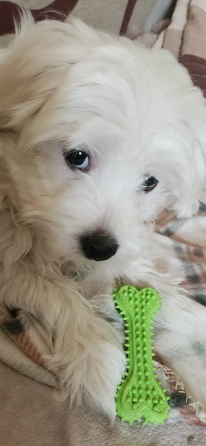 Máltai Selyemszőrű kisfiú,kislány 12 hetesek - kép 2