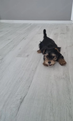 Gazdit keres egy 8 hetes Yorkshire Terrier jellegű kan kiskutya! - kép 3