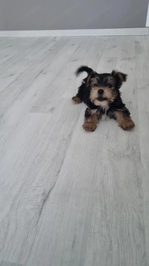 Gazdit keres egy 8 hetes Yorkshire Terrier jellegű kan kiskutya! - kép 2