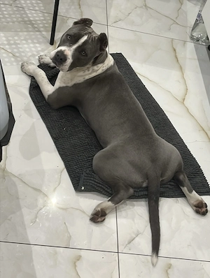 Amstaff jellegű kölyök ingyen elvihető