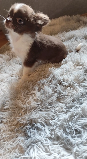 Picike termetű csivava kislány 