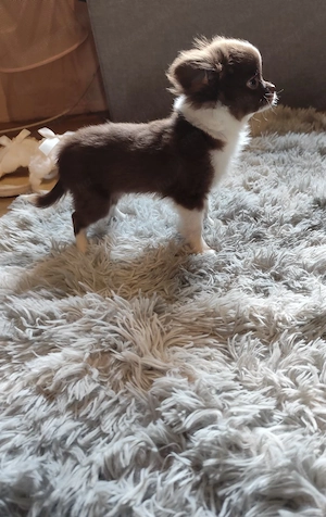 Picike termetű csivava kislány  - kép 2