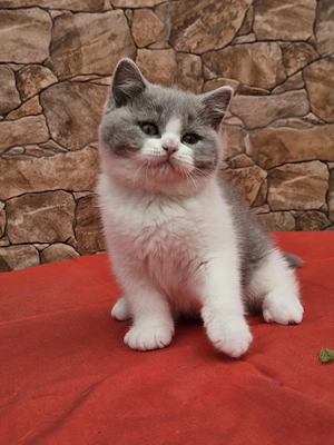 Brit rövidszőű cicák eladók - kép 4