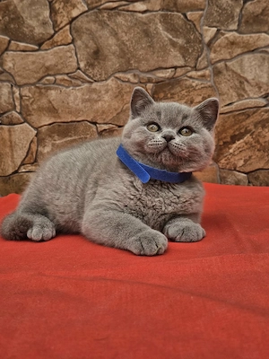 Brit rövidszőű cicák eladók - kép 3