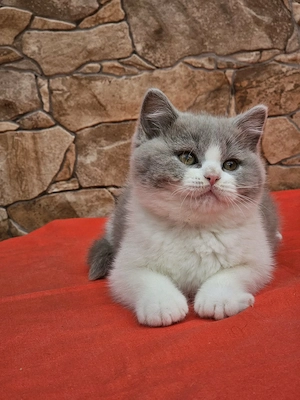 Brit rövidszőű cicák eladók - kép 2