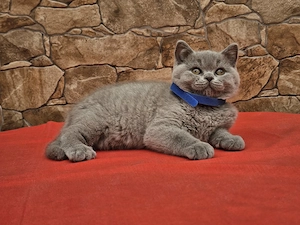 Brit rövidszőű cicák eladók