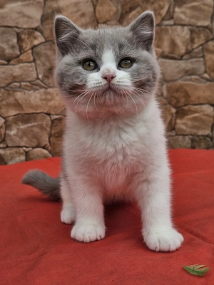 Brit rövidszőű cicák eladók - kép 5