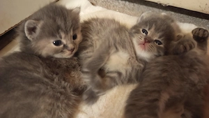 Perzsa anyától cica , szürke és vörös kiscica - kép 2