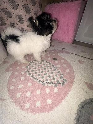 Cuki Yorki jellegű kutyusok szerető gazdit keresnek!