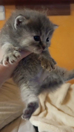 Perzsa anyától cica , szürke és vörös kiscica - kép 3