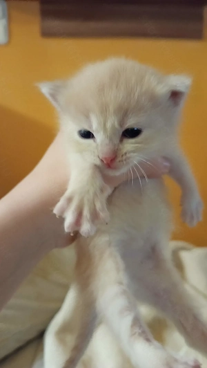 Perzsa anyától cica , szürke és vörös kiscica - kép 7