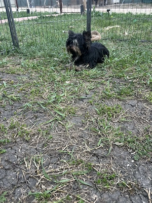 Yorki kiskutyák gazdit keresnek - kép 2