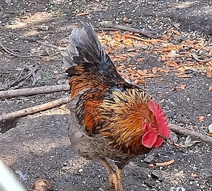 Fiatal kakasok - kép 2