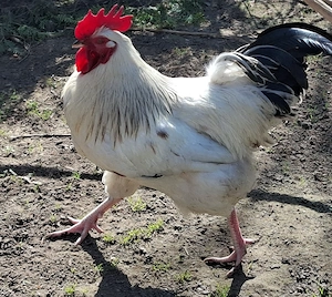 Fiatal kakasok - kép 3