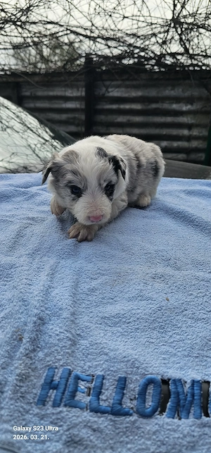 Border collie kiskutyák - kép 6