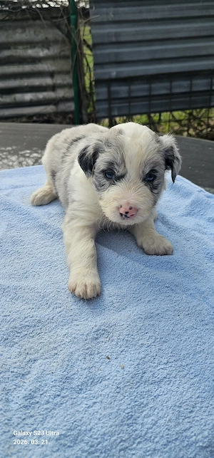 Border collie kiskutyák