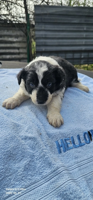 Border collie kiskutyák - kép 4
